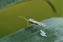 Tingidae