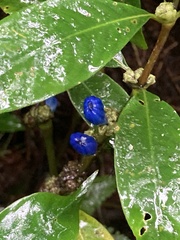 Rubiaceae