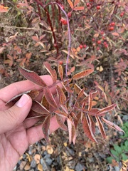 Rosa majalis