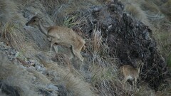 Rusa timorensis