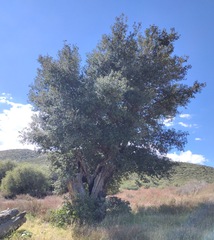 Quercus agrifolia oxyadenia