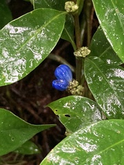 Rubiaceae