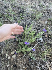 Scutellaria drummondii