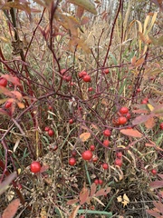 Rosa majalis