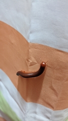 Trigoniulus corallinus