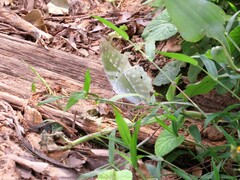 Protogoniomorpha parhassus