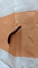 Trigoniulus corallinus