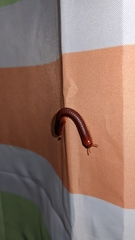 Trigoniulus corallinus