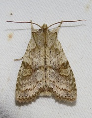 Lithophane bethunei