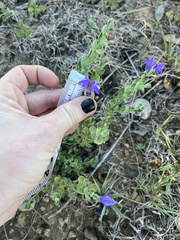 Scutellaria drummondii