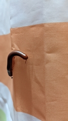 Trigoniulus corallinus