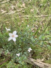 Philotheca verrucosa