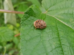 Henosepilachna vigintioctopunctata