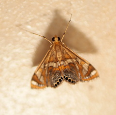 Margarosticha euprepialis