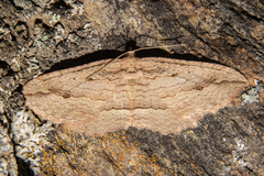 Austrocidaria gobiata