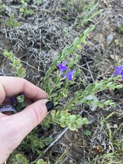 Scutellaria drummondii