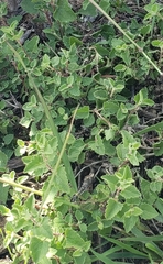 Aloysia macrostachya