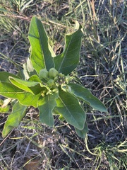 Asclepias viridis