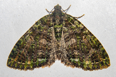 Austrocidaria similata