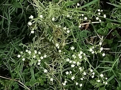 Parthenium