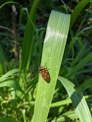 Mahanarva costaricensis