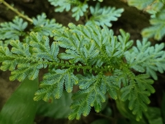 Selaginella willdenowii