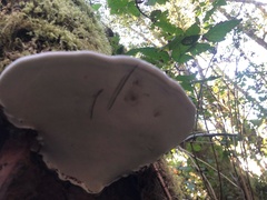 Ganoderma applanatum