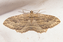 Austrocidaria