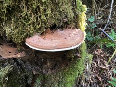 Ganoderma applanatum