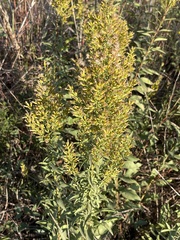 Solidago speciosa rigidiuscula