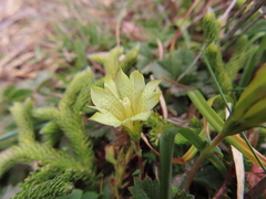 Chondrophylla