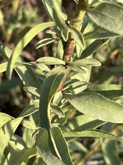Solidago speciosa rigidiuscula