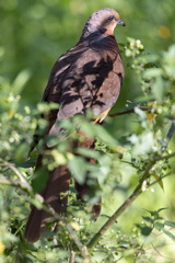 Macropygia phasianella
