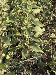 Solidago speciosa rigidiuscula