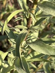 Solidago speciosa rigidiuscula