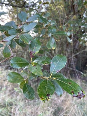 Salix scouleriana