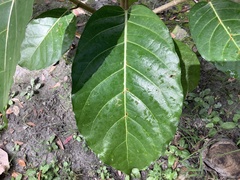 Ficus septica