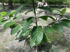Ficus septica