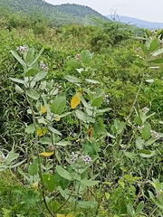 Calotropis gigantea