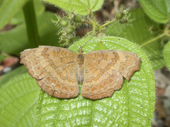 Ariadne isaeus