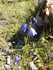 Campanula rotundifolia