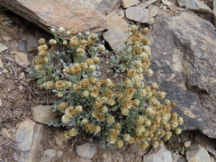 Anaphalis nepalensis