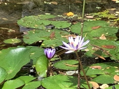 Nymphaea