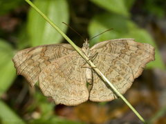 Ariadne isaeus
