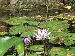 Nymphaea