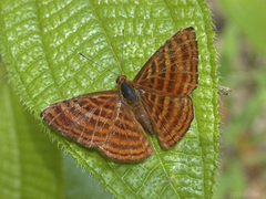 Zemeros emesoides