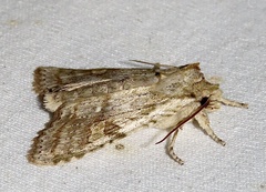 Lithophane bethunei