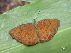 Ariadne isaeus