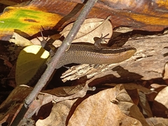 Eutropis