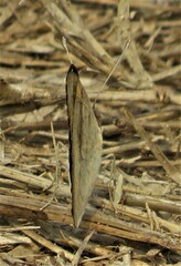 Junonia hierta cebrene